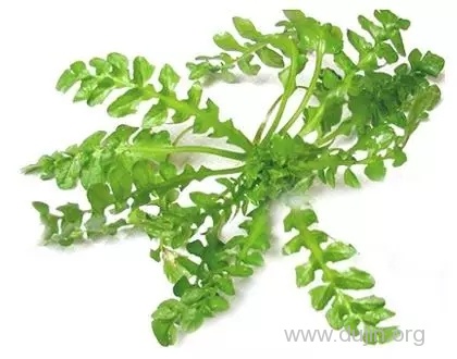 运气菜 运气菜