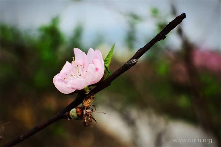 一朵桃花独自开,一朵桃花归去来! 一朵桃花独自开,一朵桃花归去来!