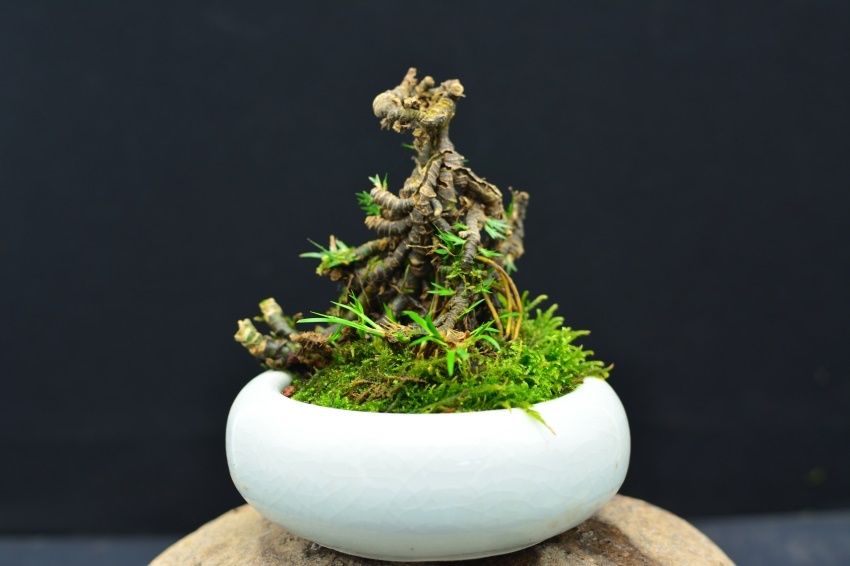 端午植菖蒲,性灵简洁、因俗而雅、出尘之致,最宜文房 端午植菖蒲,性灵简洁、因俗而雅、出尘之致,最宜文房