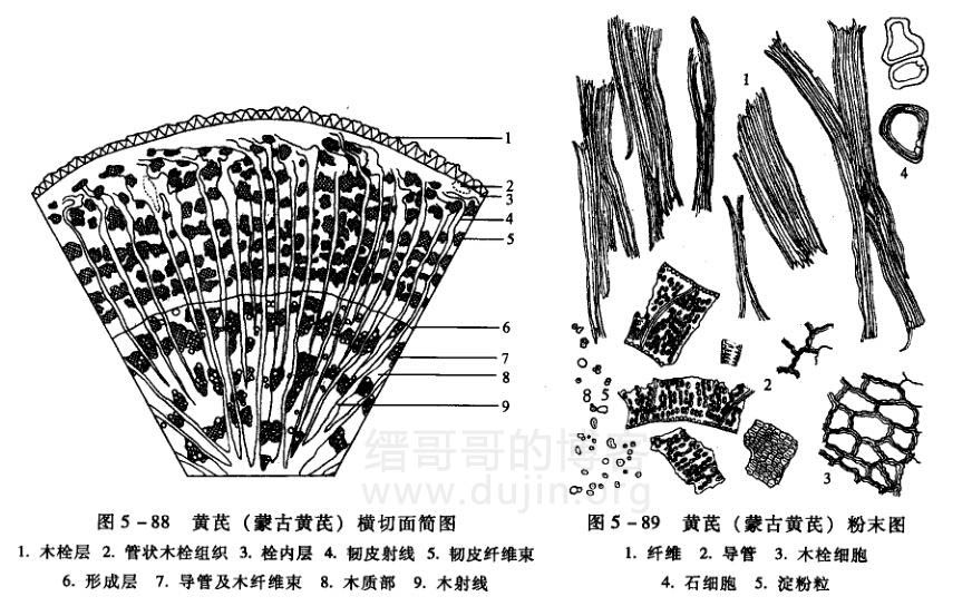 黄芪横切面简图(左)和黄芪粉末显微图(右) 黄芪横切面简图(左)和黄芪粉末显微图(右)