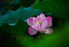 七月荷花摄影照片——出水芙蓉-缙哥哥